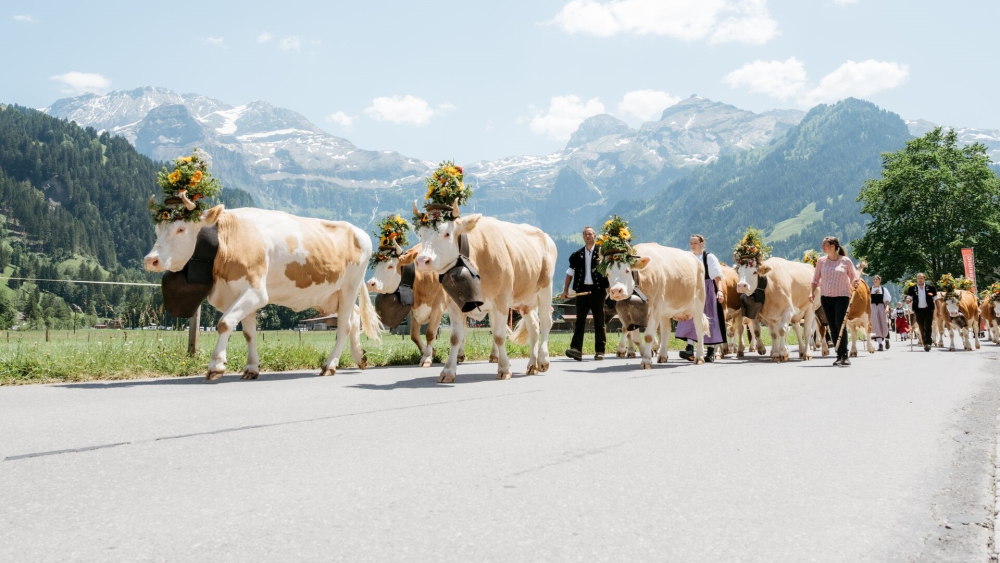 Lenk-Simmental steigert Logiernächte und setzt neue Impulse