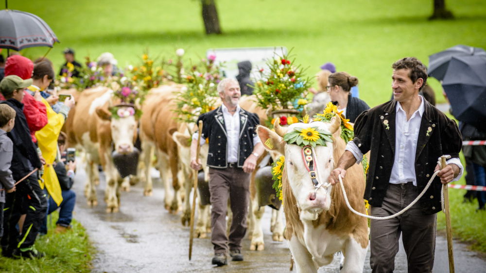 Alpabfahrt in St.Stephan feiern