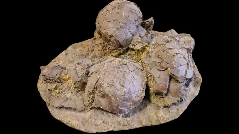 Lenk macht Aprilscherz zum Oster-Highlight