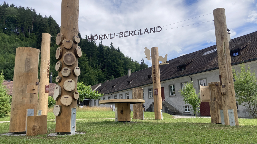 Eine Waldlichtung weist den Weg