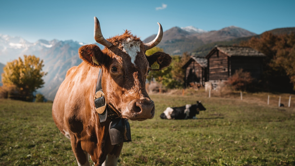 Kulturpark im Heidadorf lädt zum Mitmachen ein