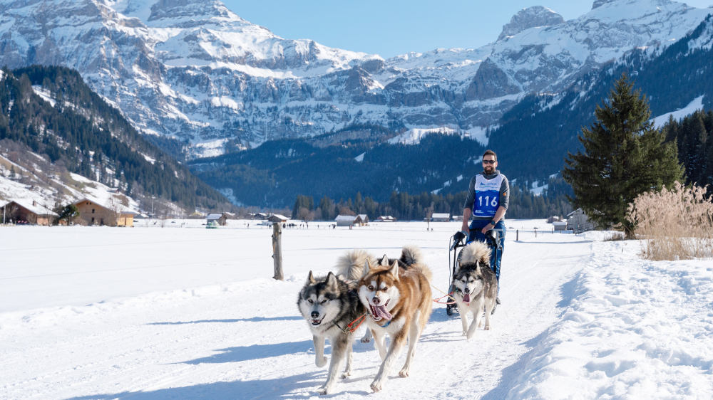 44. Internationales Schlittenhunderennen Lenk steht an