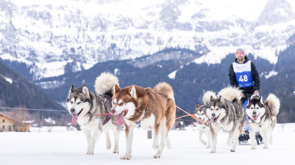 «Mush» und «Go on» an der Lenk