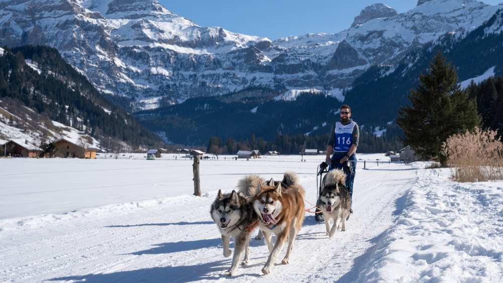 Aufgeregte Hunde, gespannte Musher und begeisterte Zuschauer an der Lenk