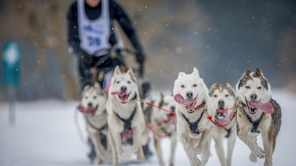 43. Internationales Schlittenhunderennen Lenk