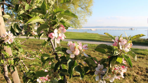 Thurgau sucht «Monsieur Bluescht»