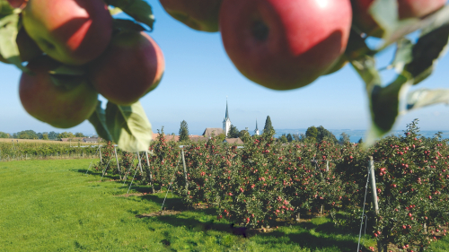 Im Thurgau hat der Herbst Biss