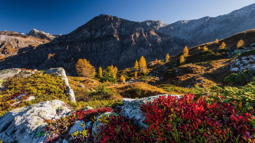 Im Simmental wird der Herbst wild