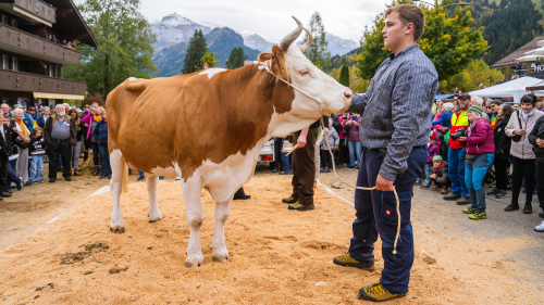 Älplerfest Lenk zeigt gelebtes Brauchtum