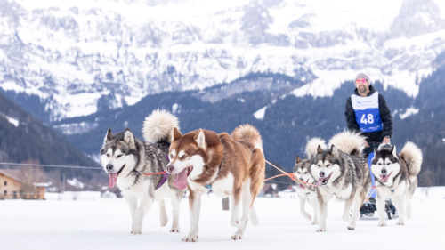 «Mush» und «Go on» an der Lenk