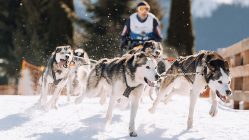 «Mush» und «Go on» an der Lenk