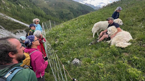 Wolf, Bär und Luchs erleben: Graubünden setzt auf neue Naturerlebnisse