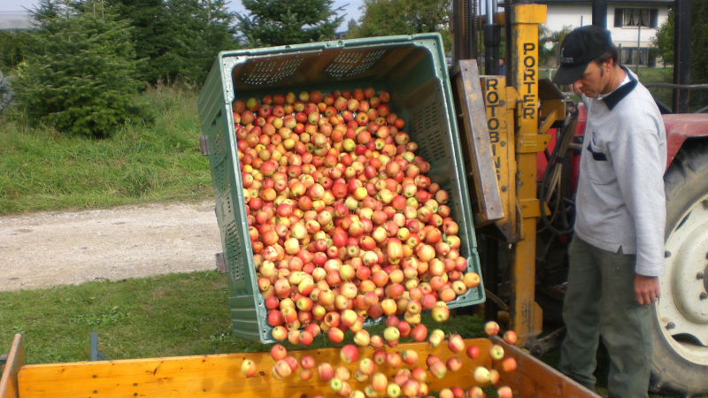 Im Thurgau ist jetzt Erntezeit