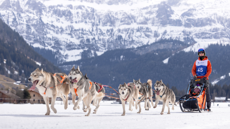 schlittenhunde