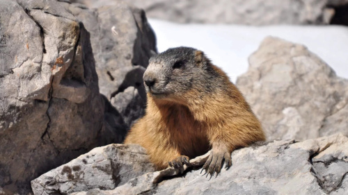 Allgäuer Hochalpen: wildes Naturparadies