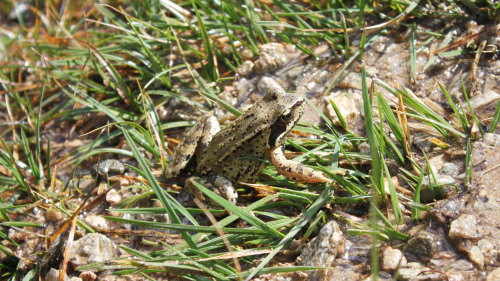 Wertvoller Lebensraum in Mollis