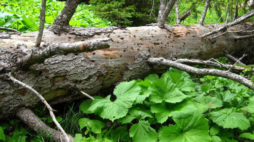Urwald Uaul Prau Nausch