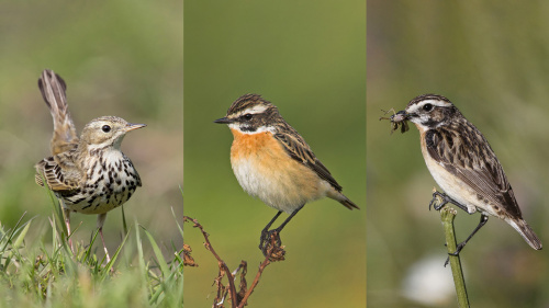 Schutz für bedrohte Vogelarten