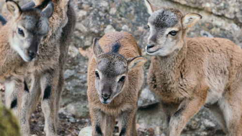 Tierpark Goldau