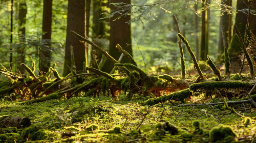 Parc Naturel du Jorat
