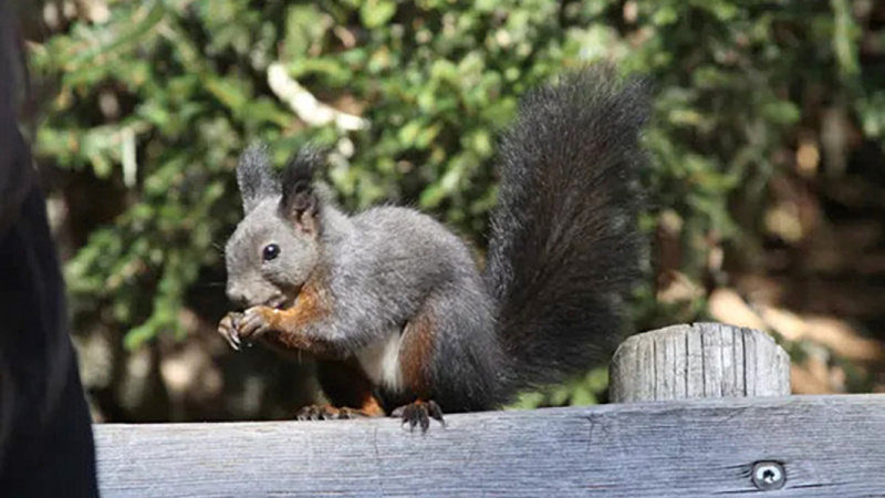 Mit Eichhörnchen per du