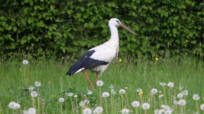 Paradies für Störche, Hasen und Zugvögel