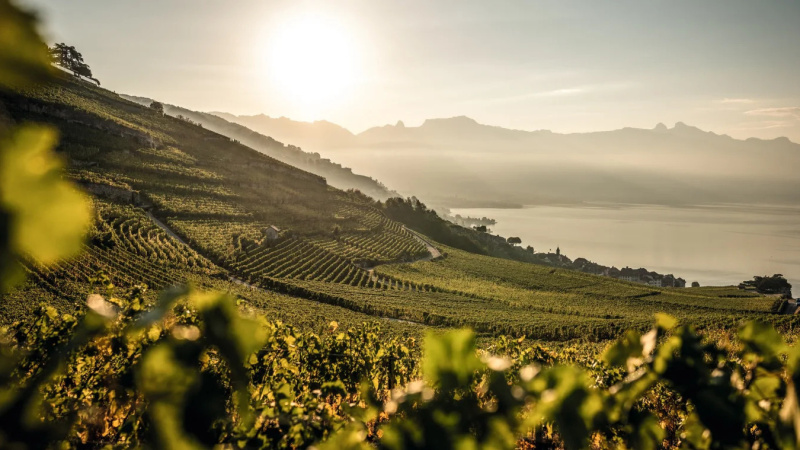 Weinerlebnisse im Herzen des Lavaux